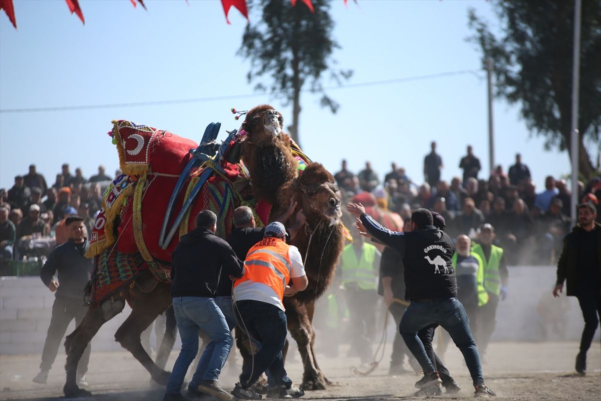 Aydın'da ertelenen deve güreşi festivali yapıldı