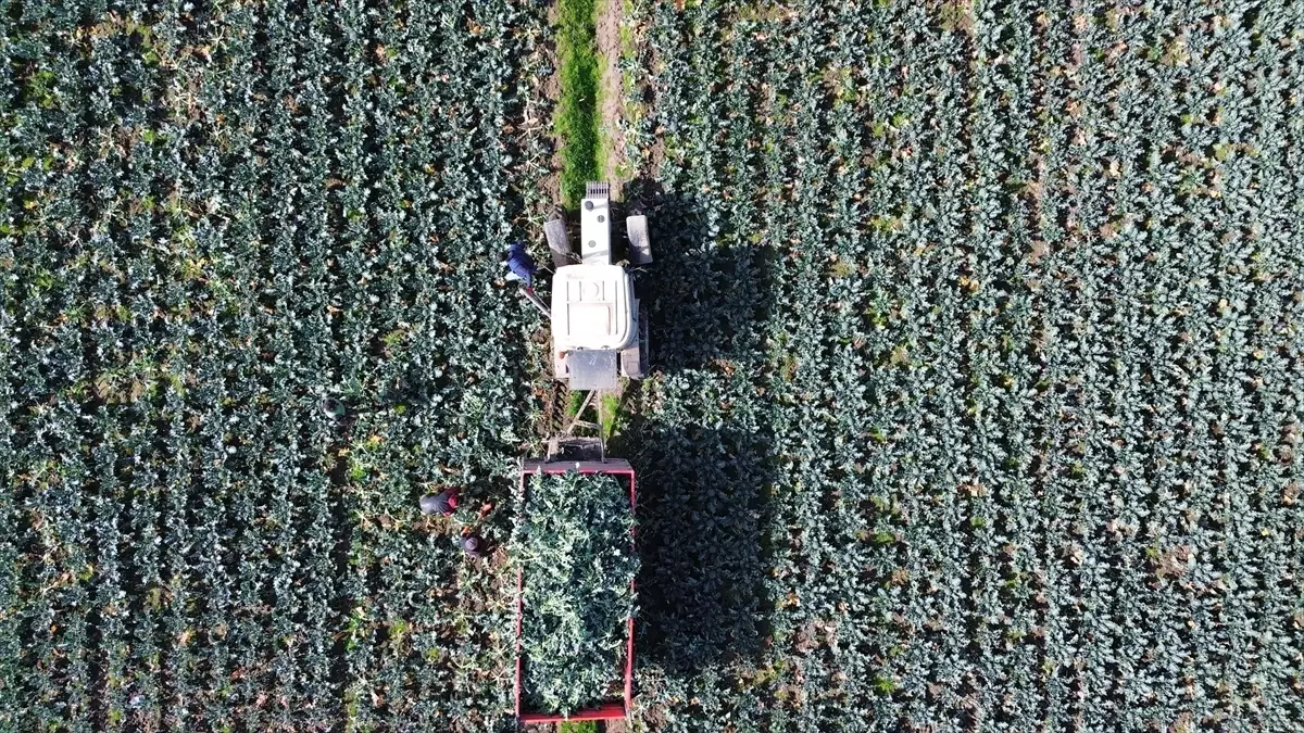 Bafra Ovası'nda brokoli hasadı devam ediyor