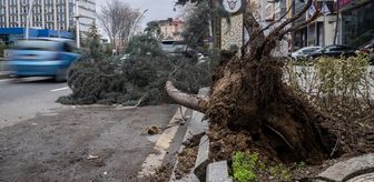 Başkentte üzerine ağaç devrilen otomobilde hasar oluştu