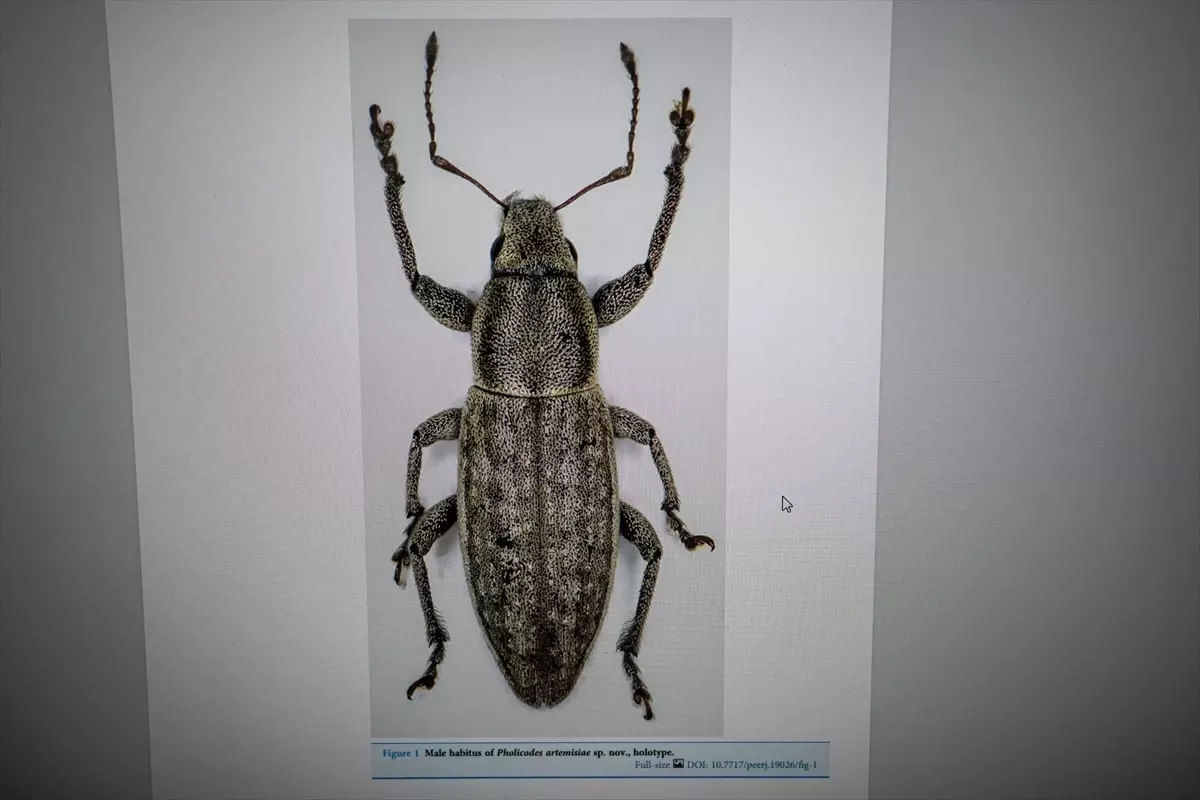 Bilim insanı çift, keşfettikleri böcekleri şehir ve bitki adıyla literatüre kazandırdı