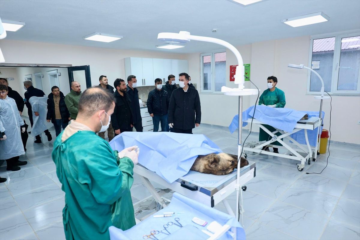 Bitlis'te 6 ayda 1752 sahipsiz köpek barınağa alındı