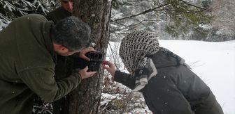 Bolu'da yaban hayvanları için doğaya yem bırakıldı