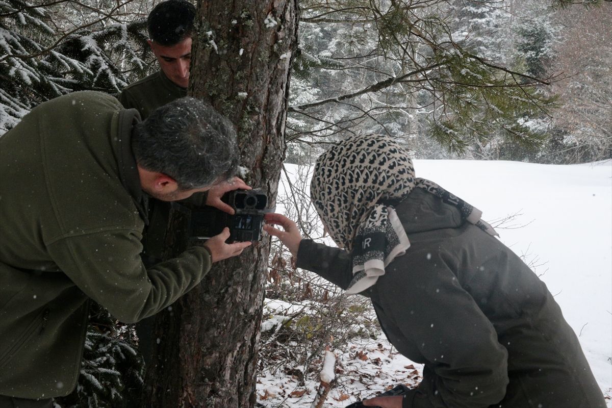 Bolu'da yaban hayvanları için doğaya yem bırakıldı