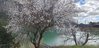 Burdur'da badem ağaçları çiçek açtı