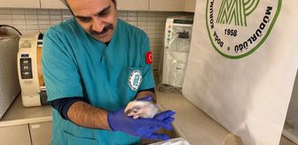 Burhaniye'de bulunan porsuk yavrusu koruma altına alındı
