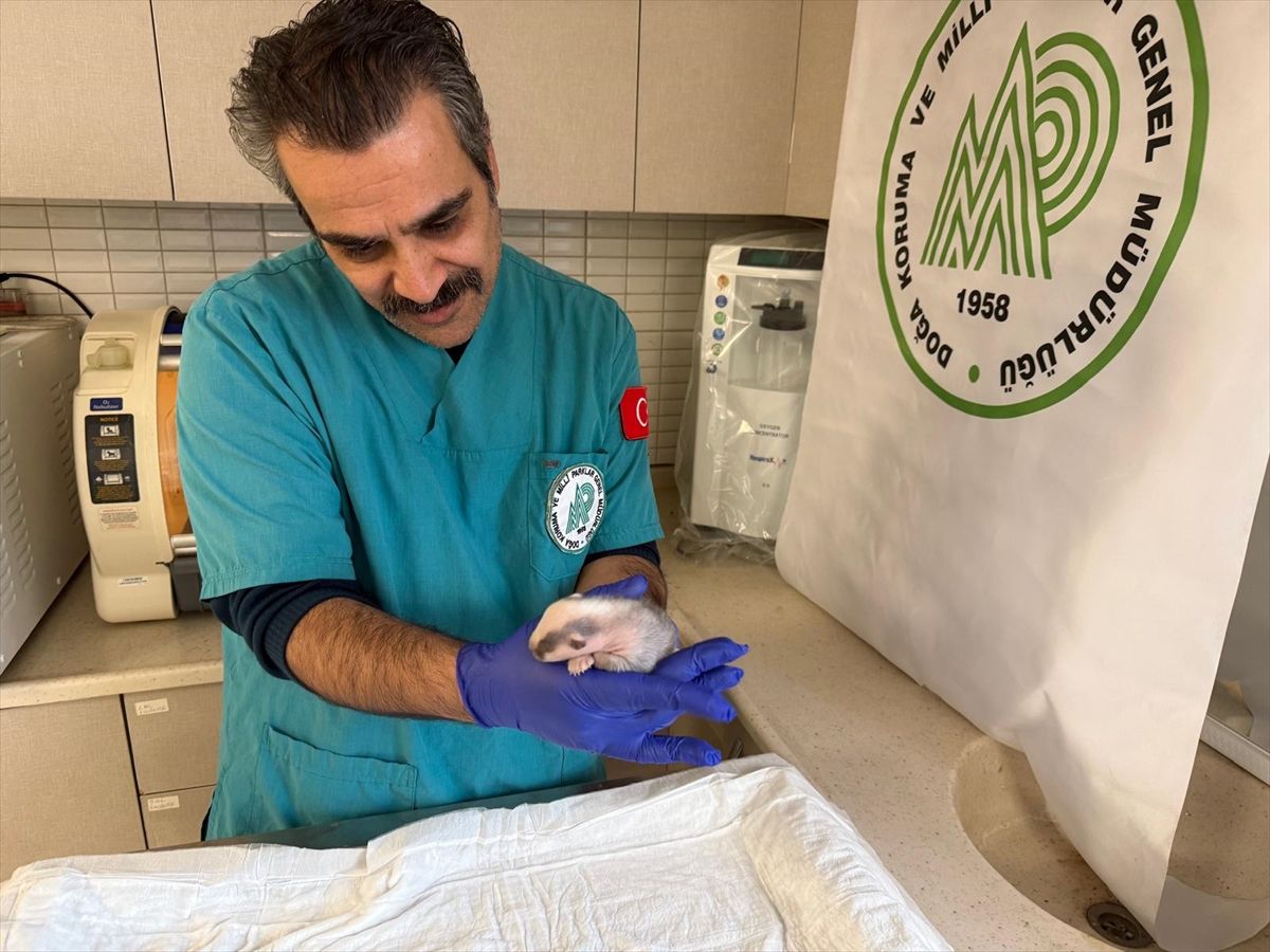 Burhaniye'de bulunan porsuk yavrusu koruma altına alındı