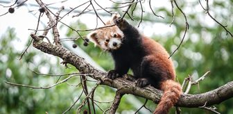 Bursa Hayvanat Bahçesi'nde kırmızı panda yavrularına özenle bakılıyor