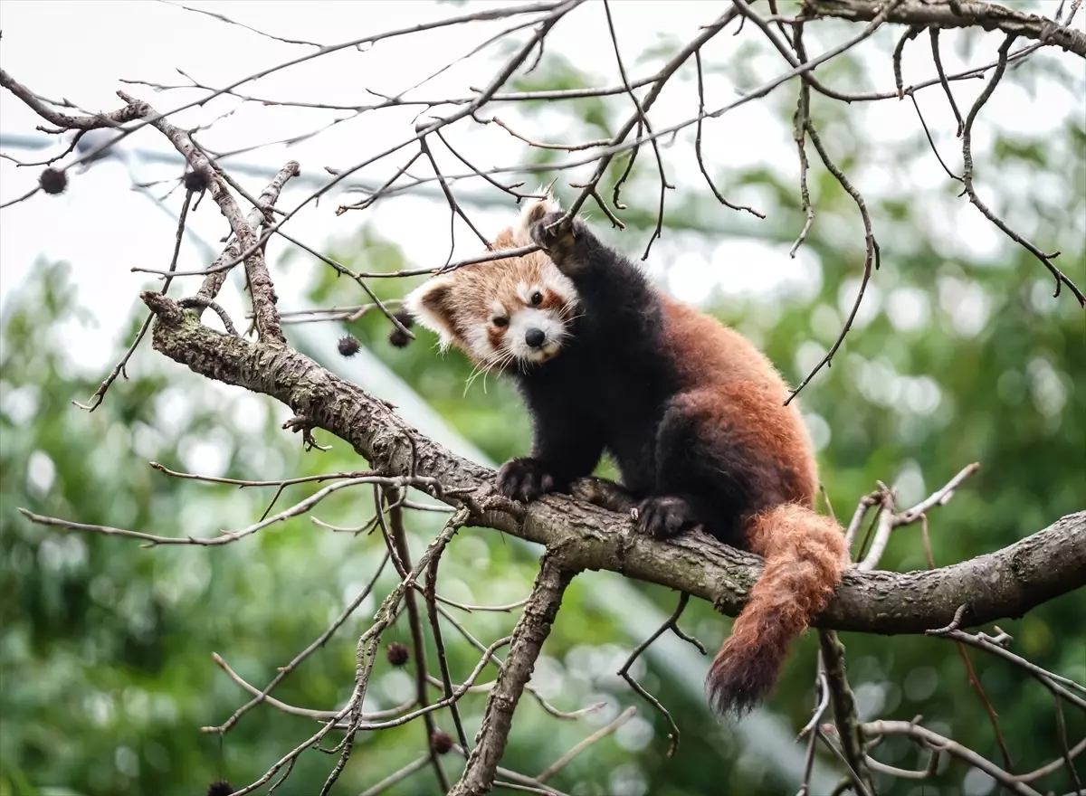 Bursa Hayvanat Bahçesi'nde kırmızı panda yavrularına özenle bakılıyor