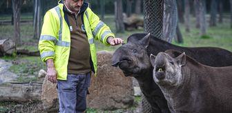 Bursa Hayvanat Bahçesi'ndeki tapirler kış mevsiminde özenle besleniyor