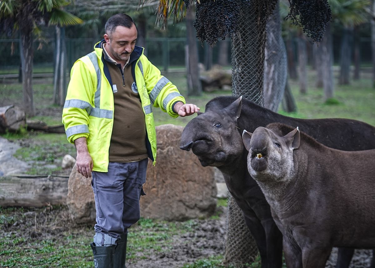 Bursa Hayvanat Bahçesi'ndeki tapirler kış mevsiminde özenle besleniyor