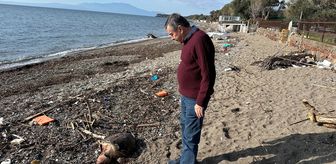 Çanakkale'de ölü caretta caretta sahile vurdu