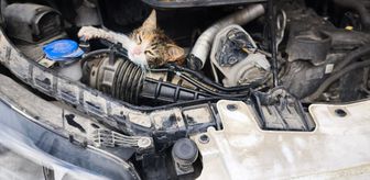 Çınarcık'ta aracın motoruna sıkışan kedi kurtarıldı
