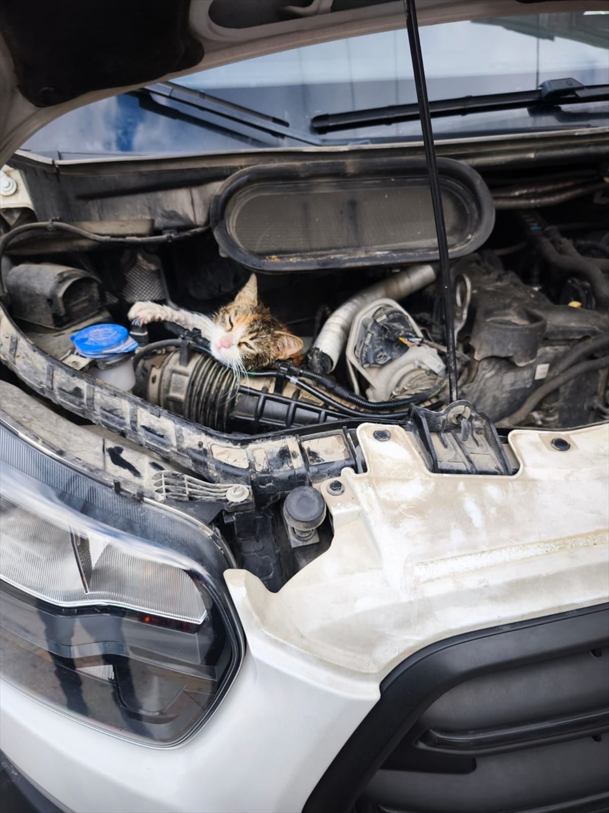 Çınarcık'ta aracın motoruna sıkışan kedi kurtarıldı
