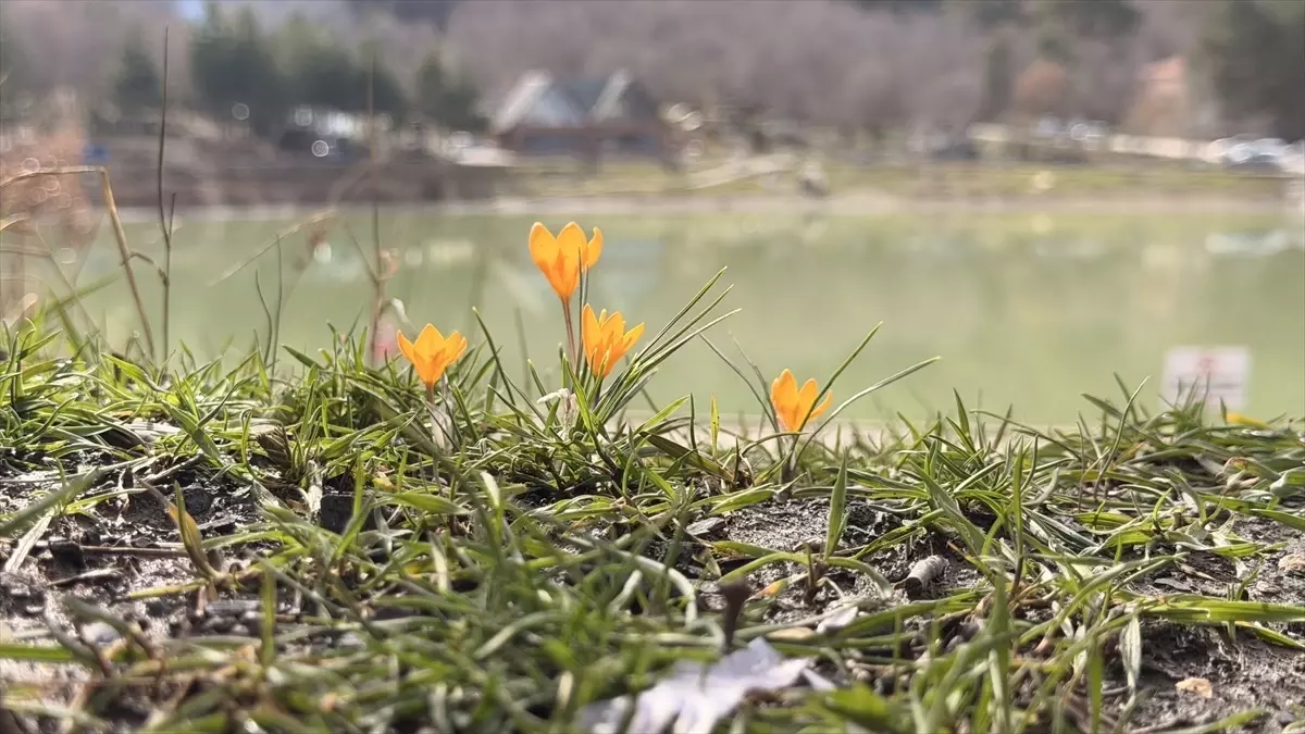 Çorum'da Yeşil Göl'ün çevresi çiğdem ve menekşelerle kaplandı