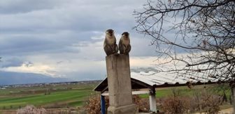 Denizli'de ağaçta yakalanan maymun koruma altına alındı