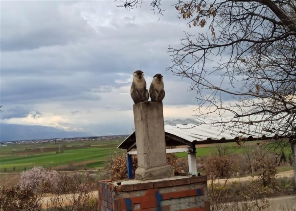 Denizli'de ağaçta yakalanan maymun koruma altına alındı