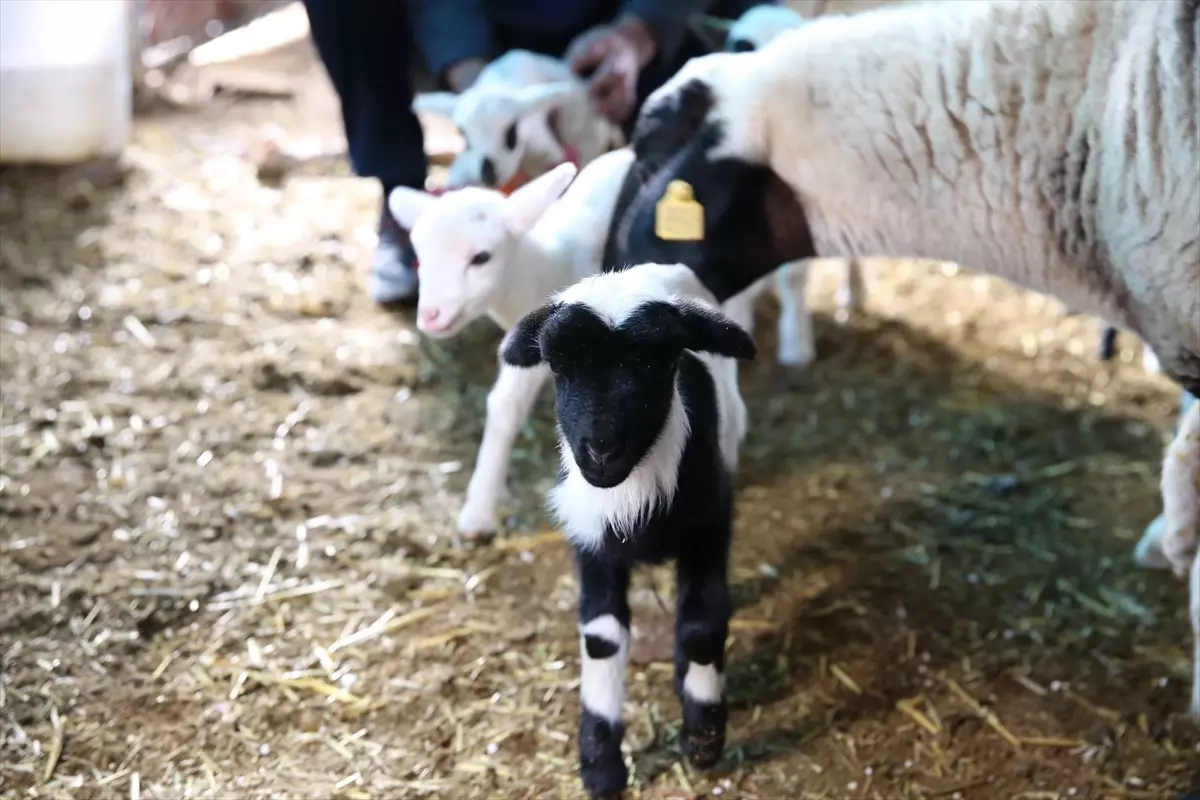 Denizli'de bir koyun tek batında 9 kuzu doğurdu