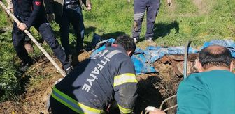 Denizli'de foseptik çukuruna düşen inek itfaiye ekiplerince kurtarıldı