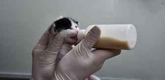 Doğum yapmakta zorlanan kedi, yavrularına sezaryenle kavuştu