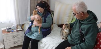 Doktor önerisiyle başlayan kedi sevgisi 40 kedilik yuvaya dönüştü