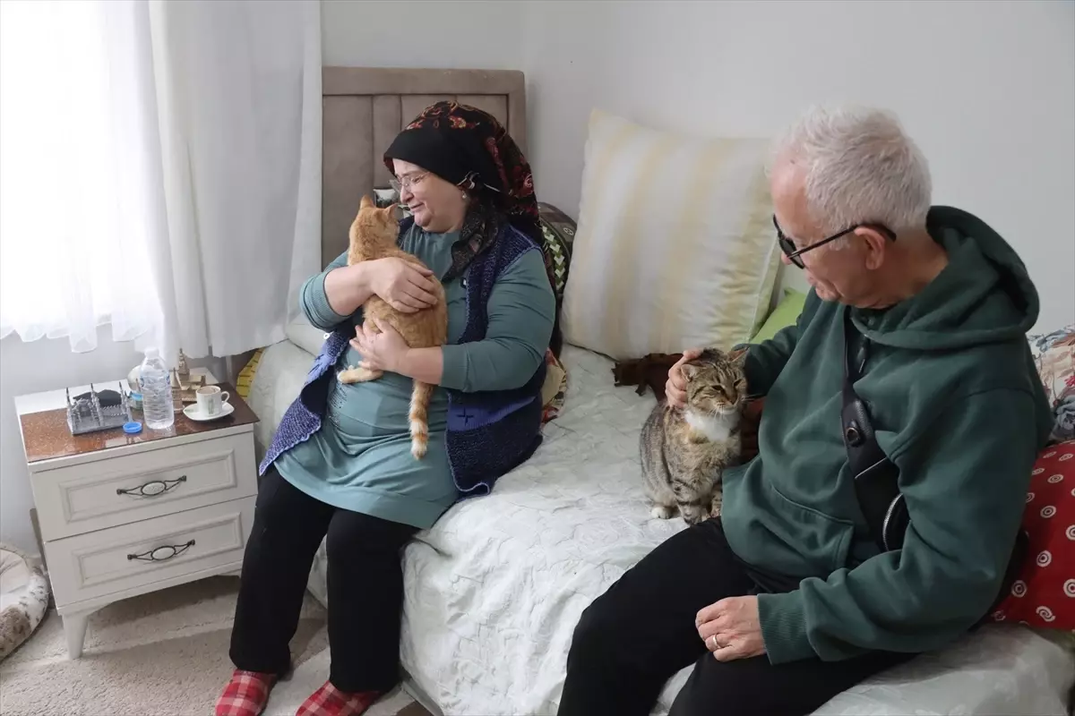 Doktor önerisiyle başlayan kedi sevgisi 40 kedilik yuvaya dönüştü