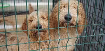 Edirne'de el konulan cins köpekler sahiplendirilecek