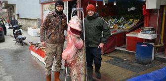 Edirne'deki Meriç Nehri'nde 102 kilogramlık yayın balığı yakalandı