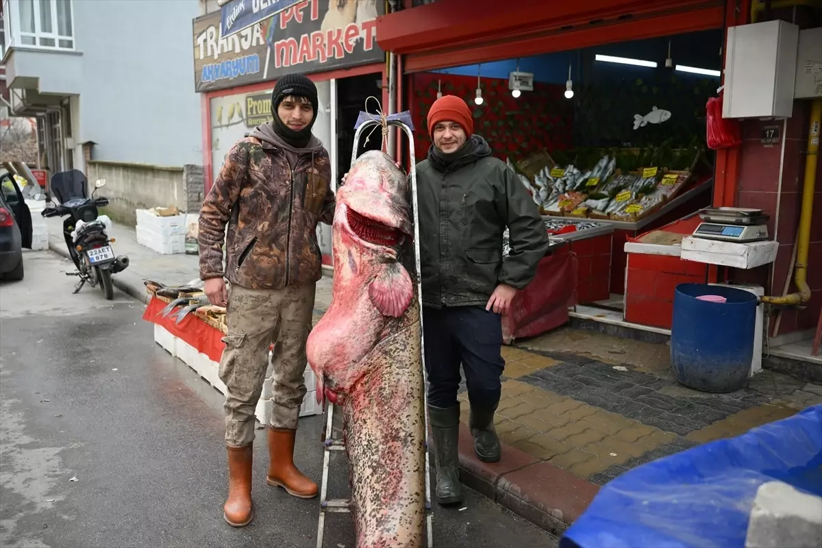 Edirne'deki Meriç Nehri'nde 102 kilogramlık yayın balığı yakalandı