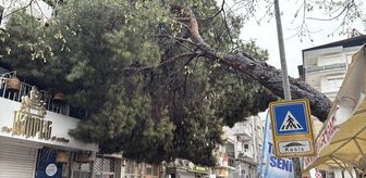 Efeler'de devrilen ağaç binada hasara yol açtı