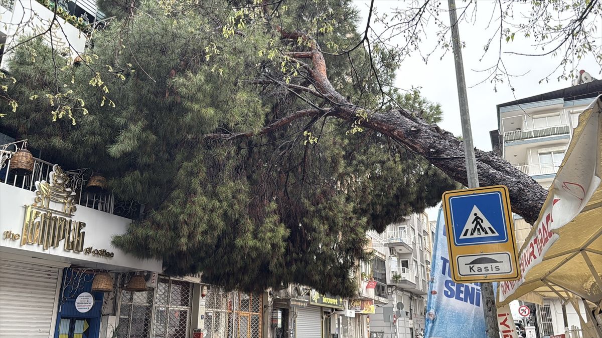 Efeler'de devrilen ağaç binada hasara yol açtı