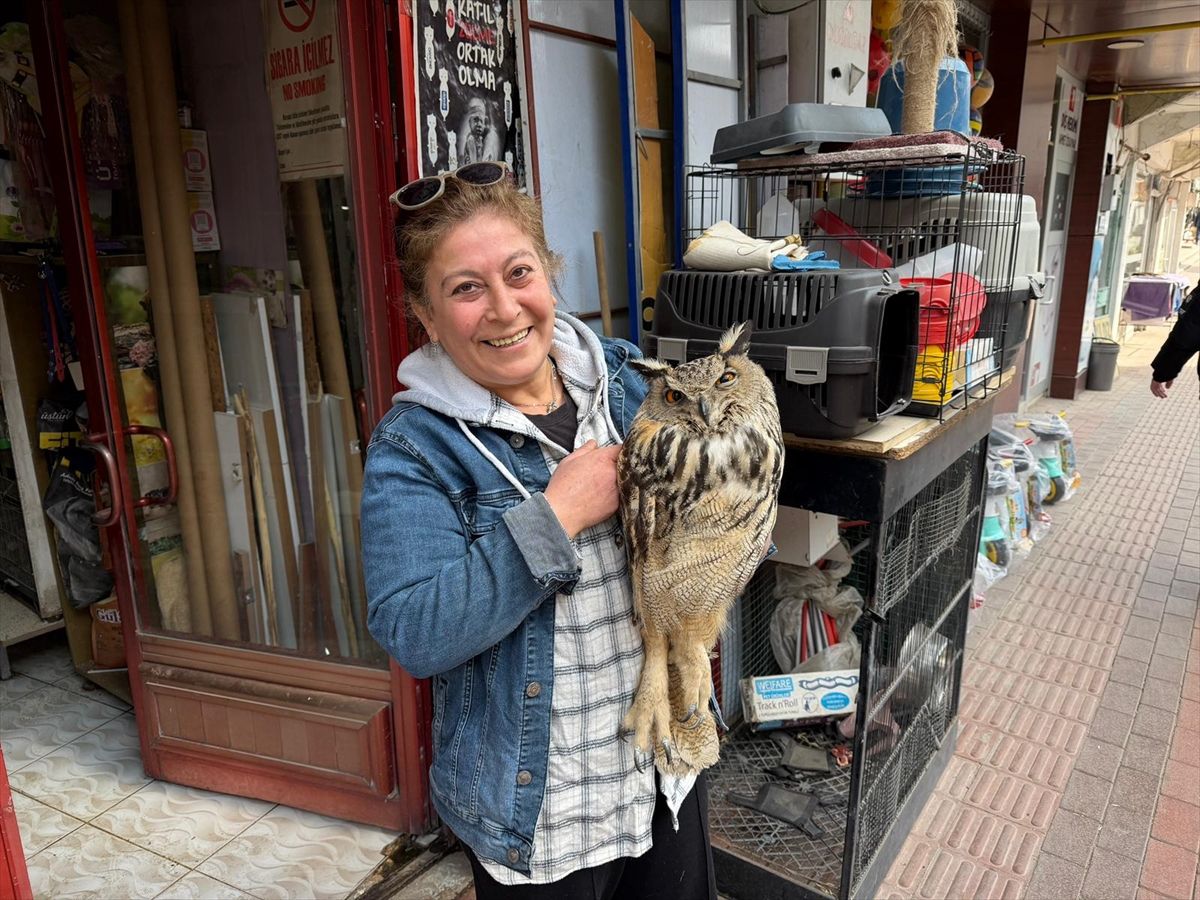 Elazığ'da yaralı bulunan puhu tedaviye alındı