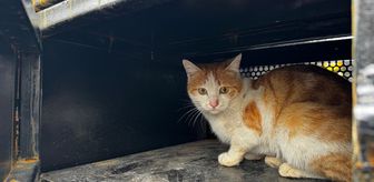 Elazığ'da yaralı halde bulunan kedi tedavi altına alındı