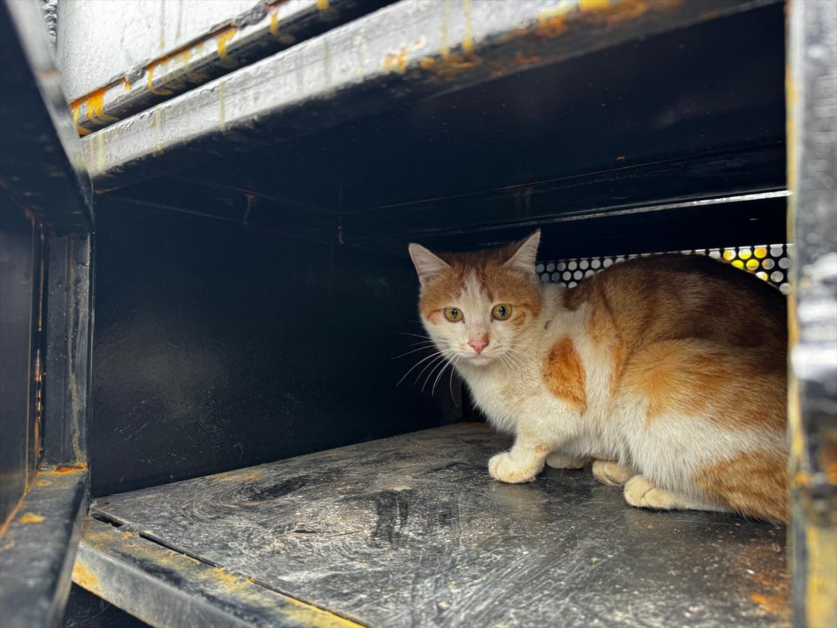 Elazığ'da yaralı halde bulunan kedi tedavi altına alındı