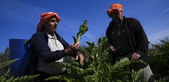Enginar verimi ocak ve şubat yağışlarıyla arttı