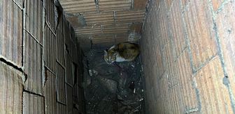 Erzincan'da havalandırma boşluğuna düşen kediyi itfaiye kurtardı