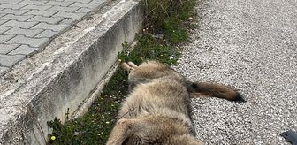 Fethiye'de yol kenarında ölü bulunan kurtun genetik analizi yapılacak