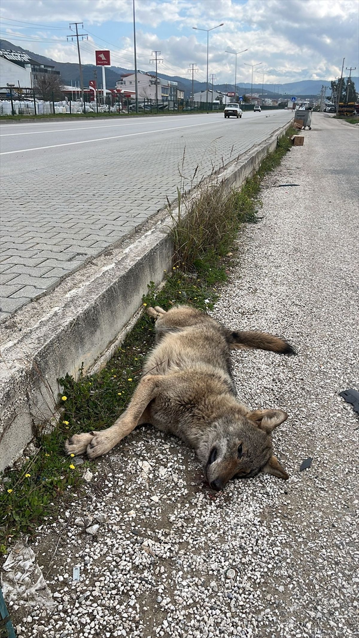 Fethiye'de yol kenarında ölü bulunan kurtun genetik analizi yapılacak