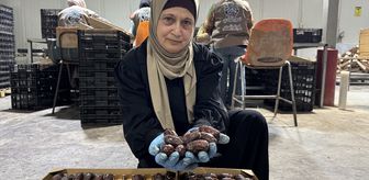 Filistinli yetkililer İsrail hurmalarının Filistin etiketiyle pazarlandığı uyarısında bulundu