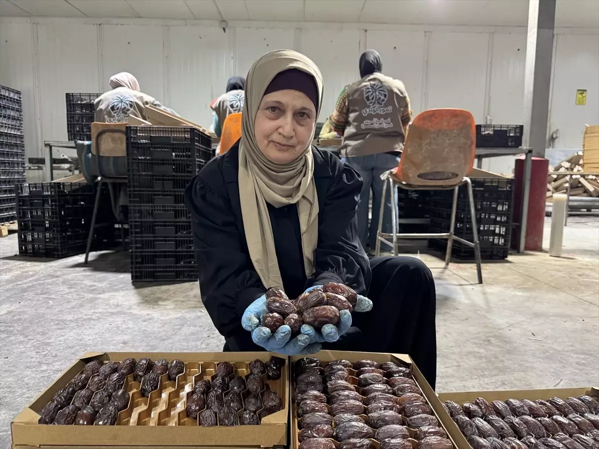 Filistinli yetkililer İsrail hurmalarının Filistin etiketiyle pazarlandığı uyarısında bulundu