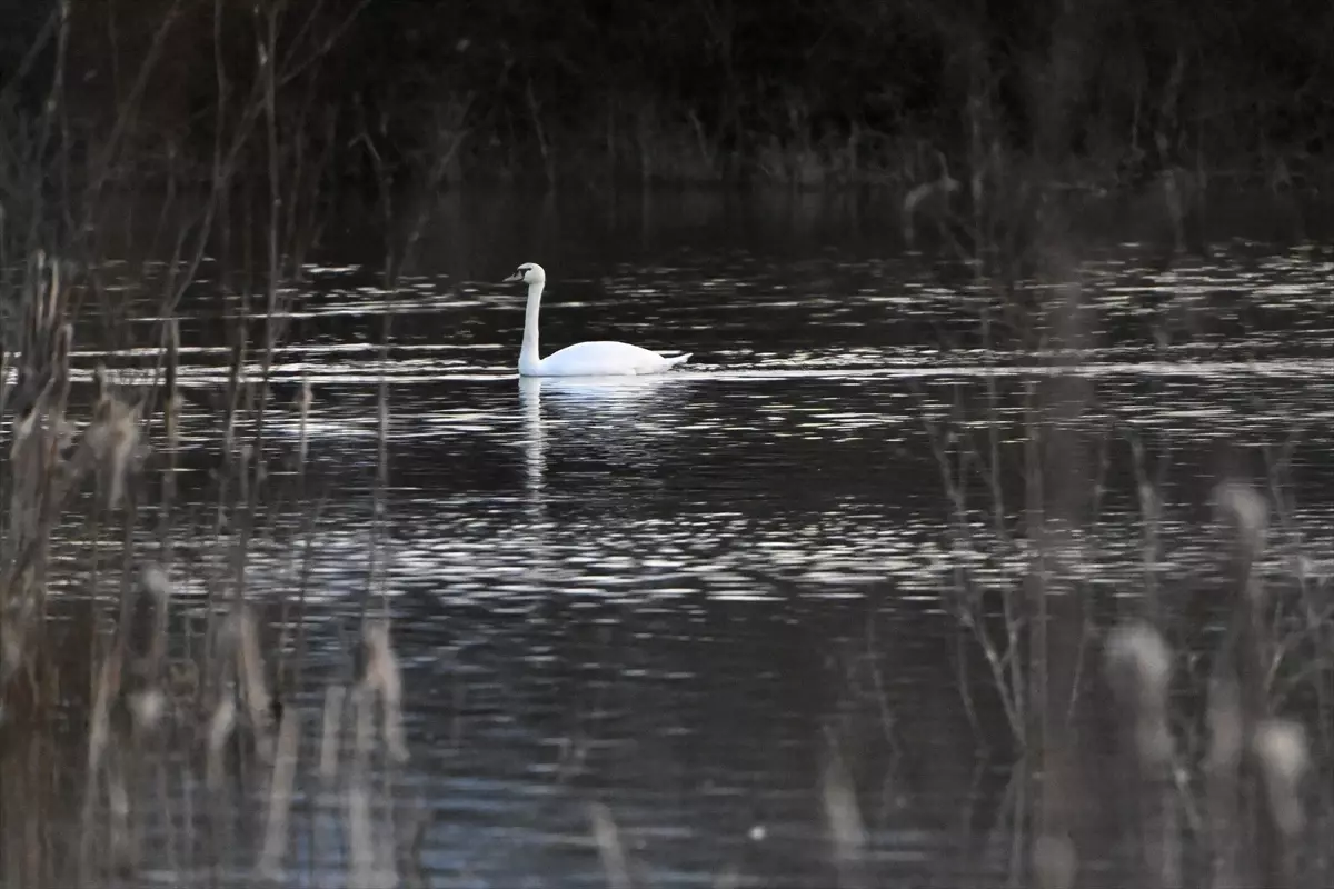 Göç yolunda yorgun düşen kuğular doğa koruma ekiplerinin gözetiminde