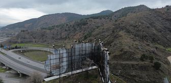 Göç yolundaki leylekler Bilecik'te mola verdi