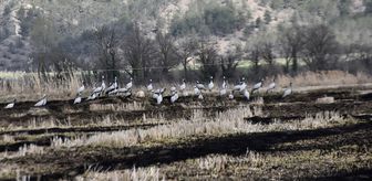 Göç yolundaki turnalar Sinop'taki Cuma Ovası'nda görüntülendi