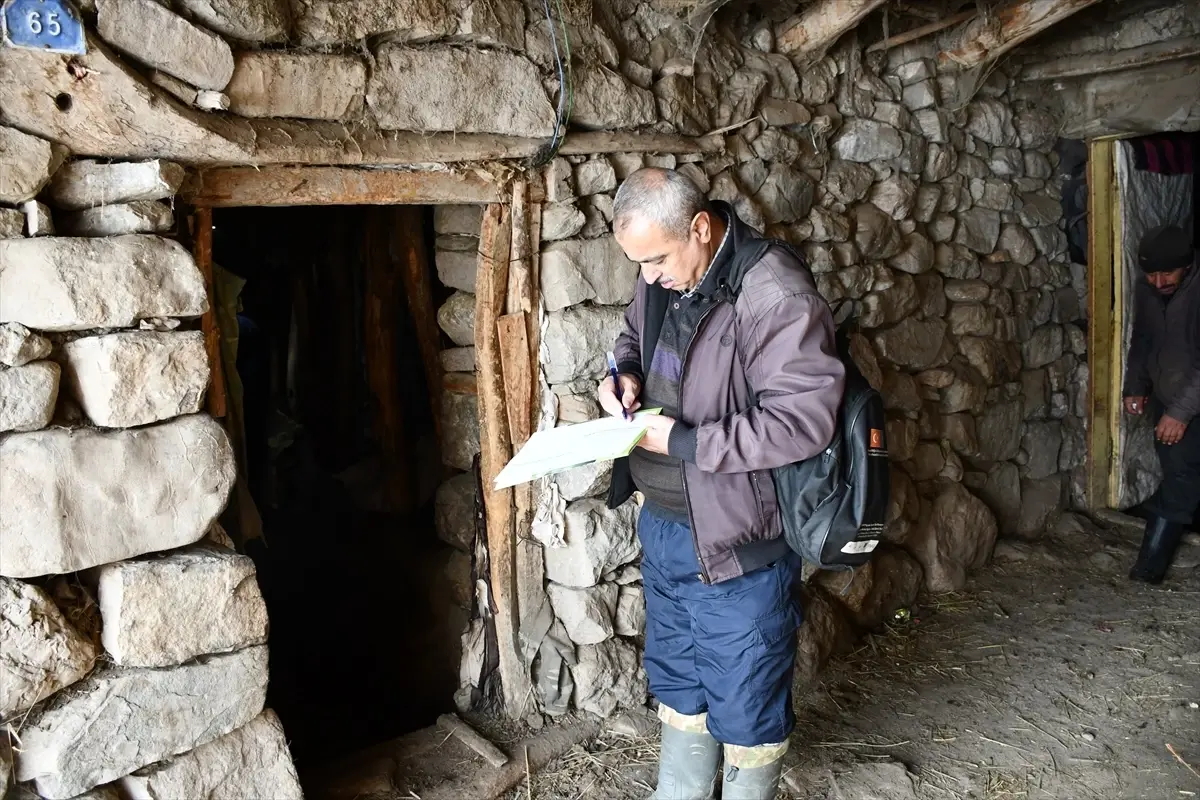 Hakkari'de küpe ve aşılama çalışması sürüyor