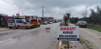 Hatay'da 4 mahalle kuduz nedeniyle karantinaya alındı