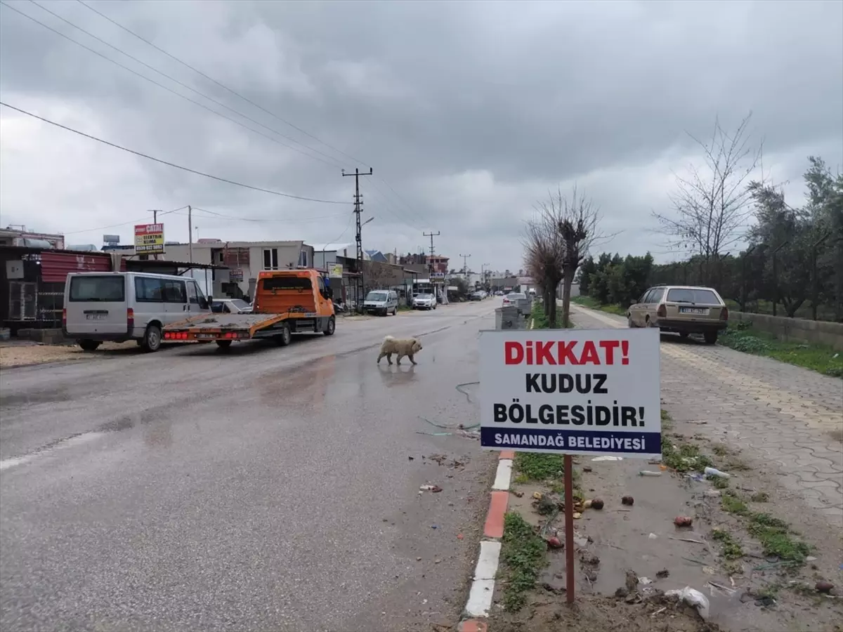 Hatay'da 4 mahalle kuduz nedeniyle karantinaya alındı