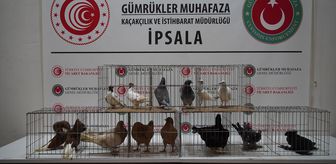 İpsala Sınır Kapısı'nda minibüste aralarında alpakaların da olduğu cins hayvanlar ele geçirildi