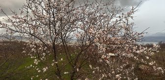 Isparta'da badem ağaçları çiçek açtı