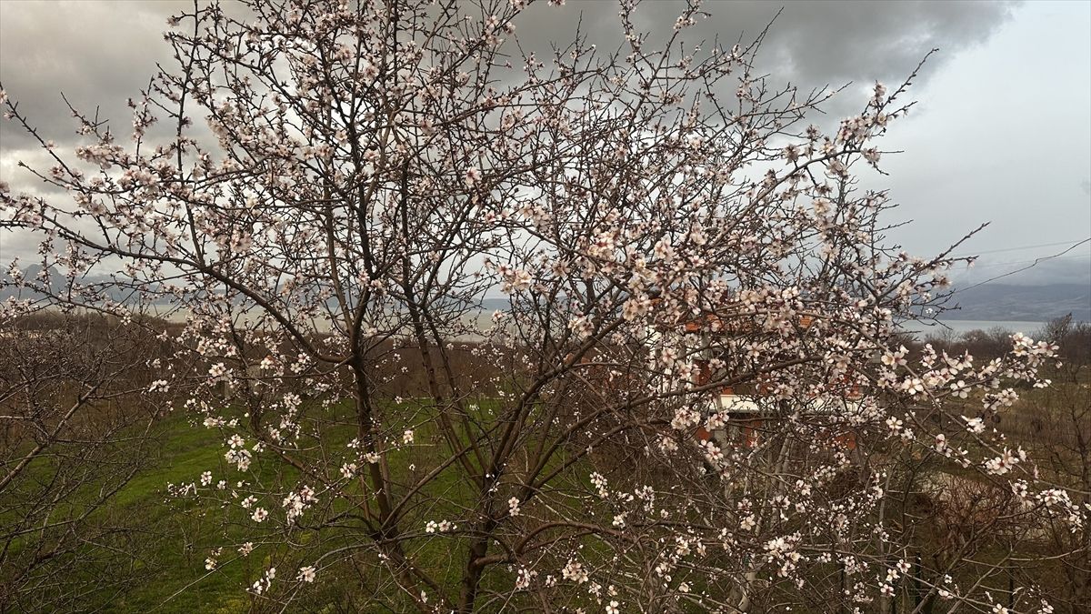 Isparta'da badem ağaçları çiçek açtı