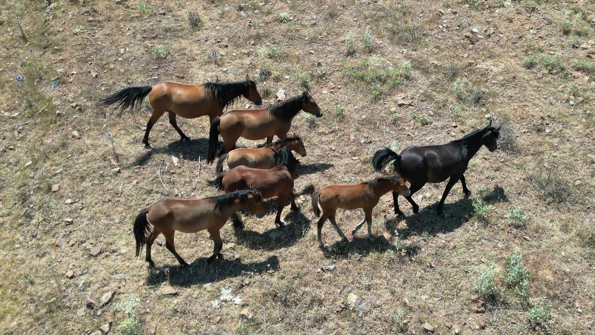 Isparta'da yılkı atları dronla görüntülendi