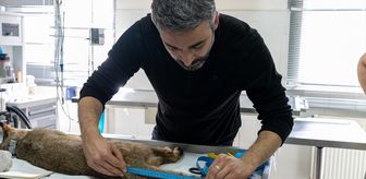 İzmir'de tedavisi tamamlanan saz kedisi doğaya salındı